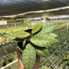 Hoya Callistophylla Live Plant - 4" Pot Indoor/Outdoor Tropical Houseplant - Image 1