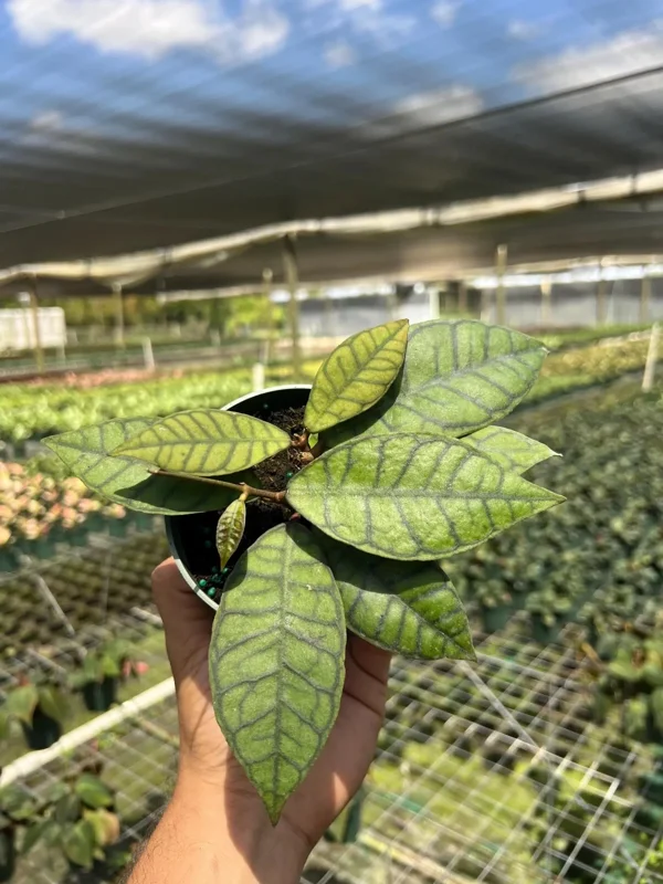 Hoya Callistophylla Live Plant - 4" Pot Indoor/Outdoor Tropical Houseplant - Image 1