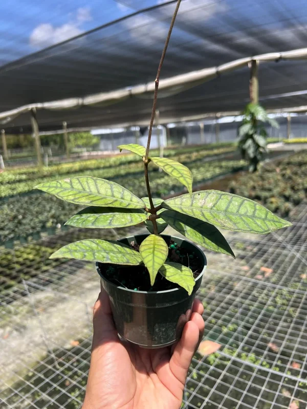 Hoya Callistophylla Live Plant - 4" Pot Indoor/Outdoor Tropical Houseplant Hoya Callistophylla Live Plant - 4" Pot Indoor/Outdoor Tropical Houseplant - Image 4