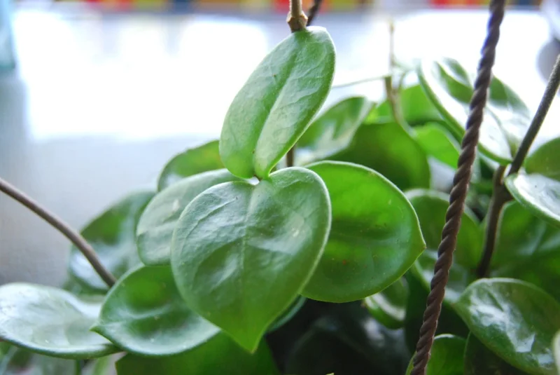 Hoya Carnosa Chelsea Live Plant - Exotic Flowering Wax House Plant Indoor - Image 2