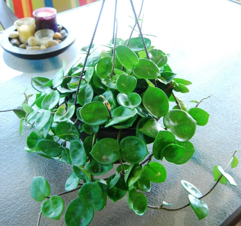 Hoya Carnosa Chelsea Live Plant - Exotic Flowering Wax House Plant Indoor - Image 1