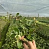 Hoya Carnosa Krimson Queen Live Plant – Variegated Wax Vine in 4" Pot – Indoor & Outdoor Hoya Carnosa Krimson Queen Live Plant – Variegated Wax Vine in 4" Pot – Indoor & Outdoor - Image 1