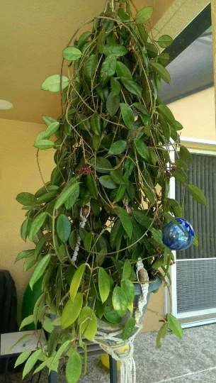 Hoya Carnosa Live Plant - Porcelain Flower Wax Vine - Climbing Houseplant - Image 2