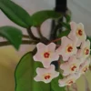 Hoya Carnosa Live Plant - Porcelain Flower Wax Vine - Climbing Houseplant Hoya Carnosa Live Plant - Porcelain Flower Wax Vine - Climbing Houseplant - Image 1
