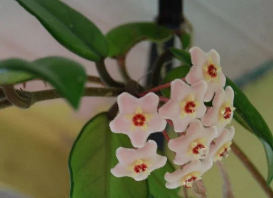 Hoya Carnosa Live Plant - Porcelain Flower Wax Vine - Climbing Houseplant - Image 1