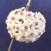Hoya Carnosa 'Snowball' Live Wax Plant – Rooted in 2.5" Pot – Easy Care Indoor - Image 1