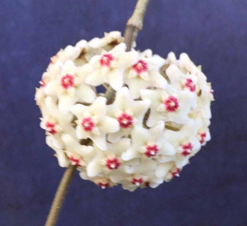 Hoya Carnosa 'Snowball' Live Wax Plant – Rooted in 2.5" Pot – Easy Care Indoor - Image 1