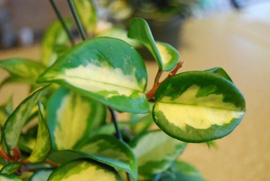 Hoya Carnosa Variegata Wax Plant - Live Houseplant - Variegated Cream & Green Leaves - Image 1