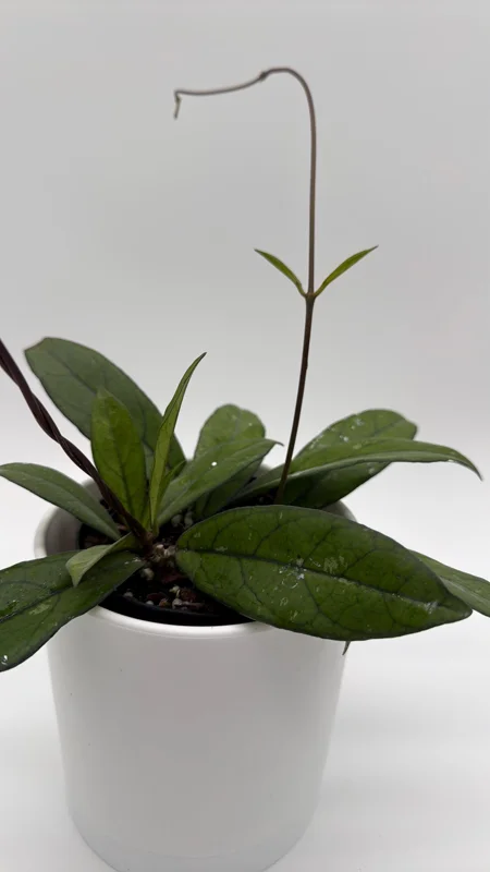 Hoya Crassipetiolata Live Plant - 4 inch Pot - Pet Safe Indoor Houseplant - Image 2