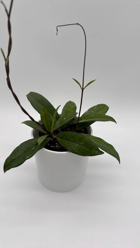 Hoya Crassipetiolata Live Plant - 4 inch Pot - Pet Safe Indoor Houseplant Hoya Crassipetiolata Live Plant - 4 inch Pot - Pet Safe Indoor Houseplant - Image 3