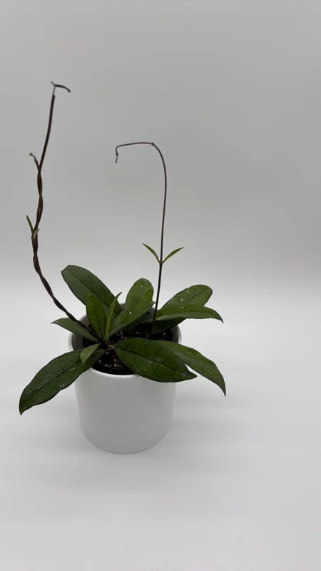 Hoya Crassipetiolata Live Plant - 4 inch Pot - Pet Safe Indoor Houseplant Hoya Crassipetiolata Live Plant - 4 inch Pot - Pet Safe Indoor Houseplant - Image 4