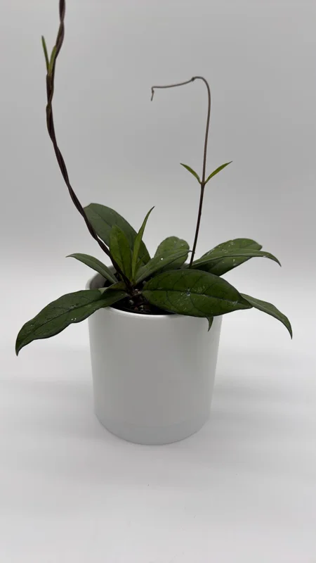 Hoya Crassipetiolata Live Plant - 4 inch Pot - Pet Safe Indoor Houseplant - Image 1