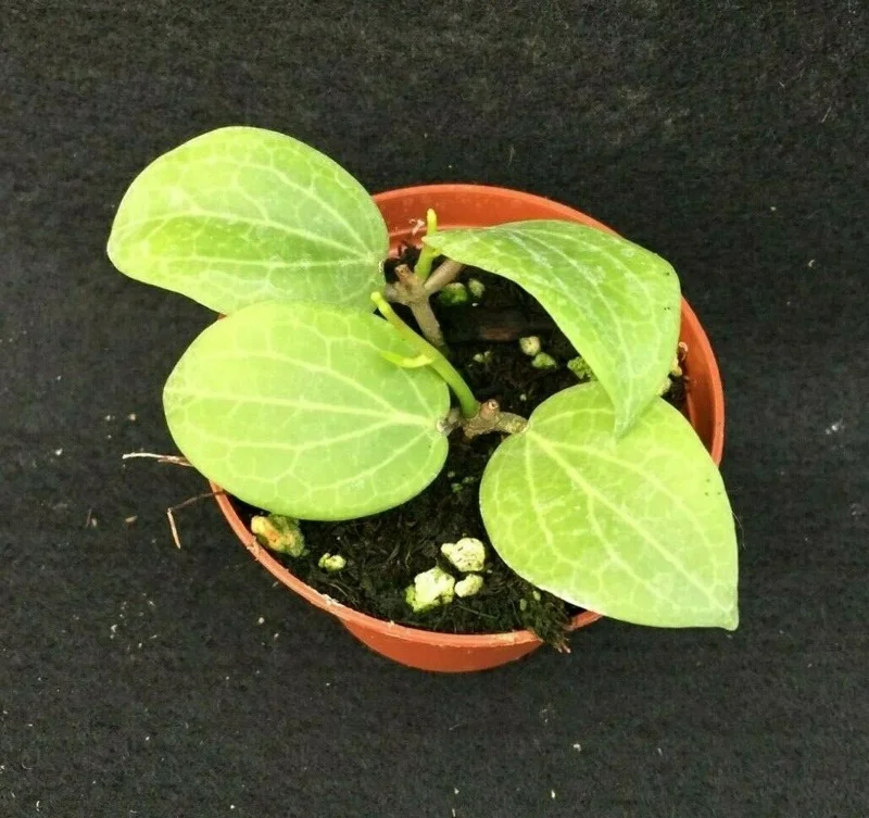 Hoya Fitchii Live Plant - Two Rooted Cuttings in 2 inch Pot - Rare Houseplant Hoya Fitchii Live Plant - Two Rooted Cuttings in 2 inch Pot - Rare Houseplant - Image 2