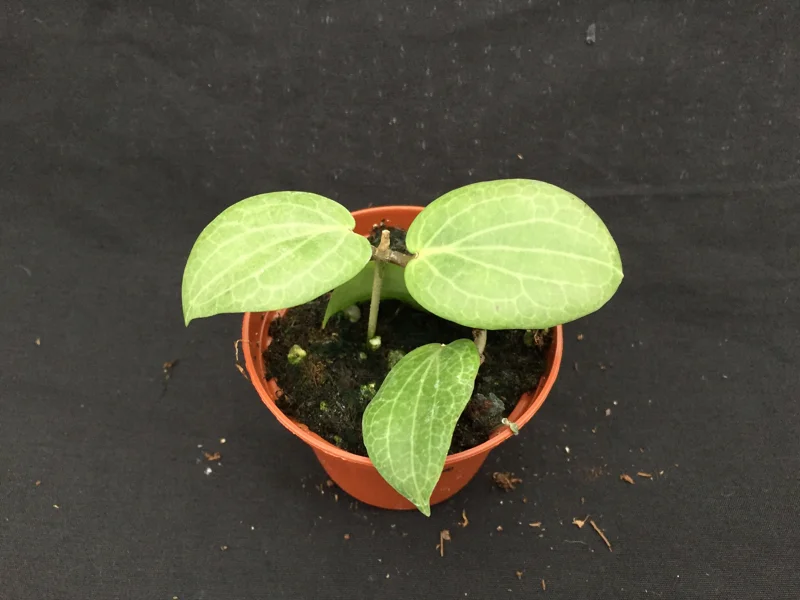 Hoya Fitchii Live Plant - Two Rooted Cuttings in 2 inch Pot - Rare Houseplant Hoya Fitchii Live Plant - Two Rooted Cuttings in 2 inch Pot - Rare Houseplant - Image 3