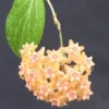 Hoya Fitchii Live Plant - Two Rooted Cuttings in 2 inch Pot - Rare Houseplant Hoya Fitchii Live Plant - Two Rooted Cuttings in 2 inch Pot - Rare Houseplant - Image 1