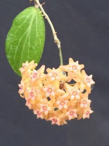Hoya Fitchii Live Plant - Two Rooted Cuttings in 2 inch Pot - Rare Houseplant Hoya Fitchii Live Plant - Two Rooted Cuttings in 2 inch Pot - Rare Houseplant - Image 1