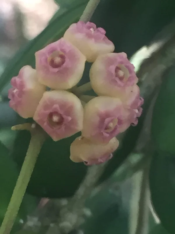 Hoya Heuschkeliana Live Plant – Rare Houseplant – Two Rooted Plants in 2" Pot - Image 1