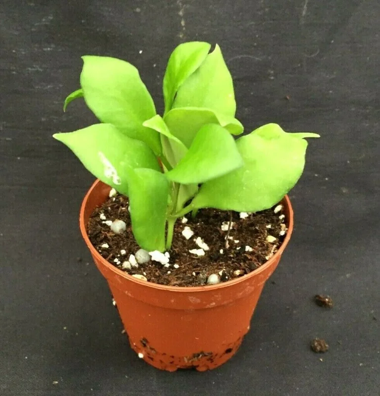 Hoya Heuschkeliana Live Plant – Rare Hoya – Two Rooted Plants in 2" Pot – Indoor Hoya Heuschkeliana Live Plant – Rare Hoya – Two Rooted Plants in 2" Pot – Indoor - Image 2