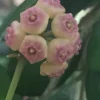 Hoya Heuschkeliana Live Plant – Rare Hoya – Two Rooted Plants in 2" Pot – Indoor - Image 1