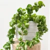 Hoya Hindu Rope Live Plant – 3 Inch Pot – 3-5 Inch Tall – Indoor Houseplant - Image 1