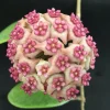 Hoya Hot Lips Hybrid Live Plant - Rooted in 3" Pot, Indoor Vining Plant - Image 1