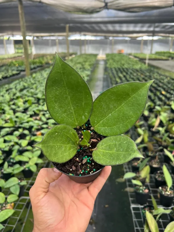 Hoya Icensis Wax Vine Plant - Live Tropical Indoor & Outdoor Plant in 4" Pot Hoya Icensis Wax Vine Plant - Live Tropical Indoor & Outdoor Plant in 4" Pot - Image 3