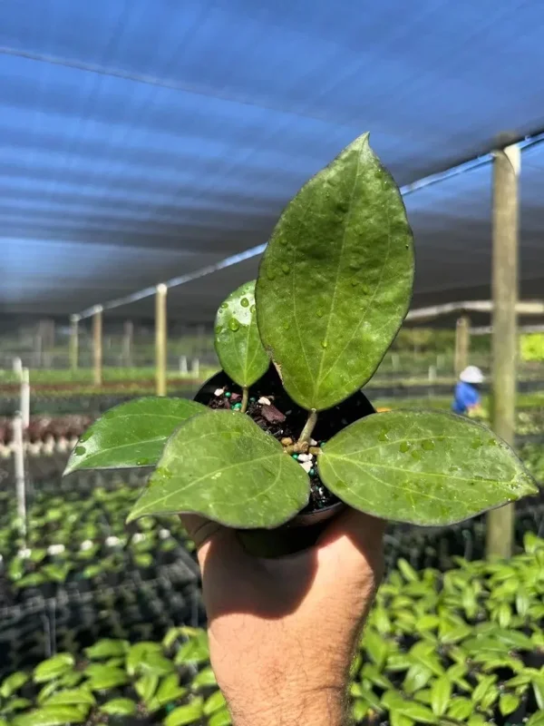 Hoya Icensis Wax Vine Plant - Live Tropical Indoor & Outdoor Plant in 4" Pot - Image 1