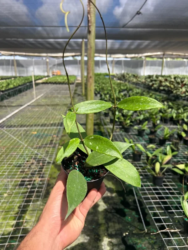 Hoya Jennifer Wax Vine Plant - Live Indoor Tropical Plant in 4" Pot Hoya Jennifer Wax Vine Plant - Live Indoor Tropical Plant in 4" Pot - Image 3