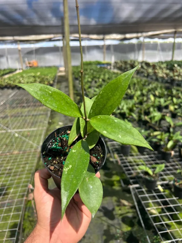 Hoya Jennifer Wax Vine Plant - Live Indoor Tropical Plant in 4" Pot Hoya Jennifer Wax Vine Plant - Live Indoor Tropical Plant in 4" Pot - Image 4