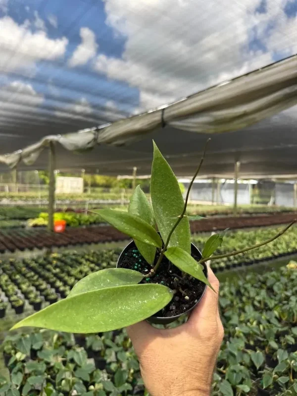 Hoya Jennifer Wax Vine Plant - Live Indoor Tropical Plant in 4" Pot Hoya Jennifer Wax Vine Plant - Live Indoor Tropical Plant in 4" Pot - Image 5