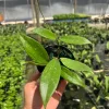 Hoya Jennifer Wax Vine Plant - Live Indoor Tropical Plant in 4" Pot - Image 1