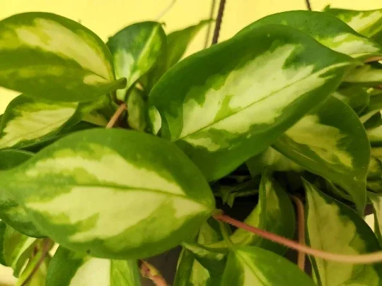 Hoya Krimson Princess Wax Plant - Variegated Live Houseplant - Vining Indoor Plant - Image 2