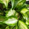 Hoya Krimson Princess Wax Plant - Variegated Live Houseplant - Vining Indoor Plant Hoya Krimson Princess Wax Plant - Variegated Live Houseplant - Vining Indoor Plant - Image 1