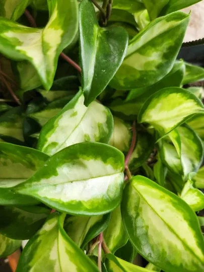Hoya Krimson Princess Wax Plant - Variegated Live Houseplant - Vining Indoor Plant - Image 1
