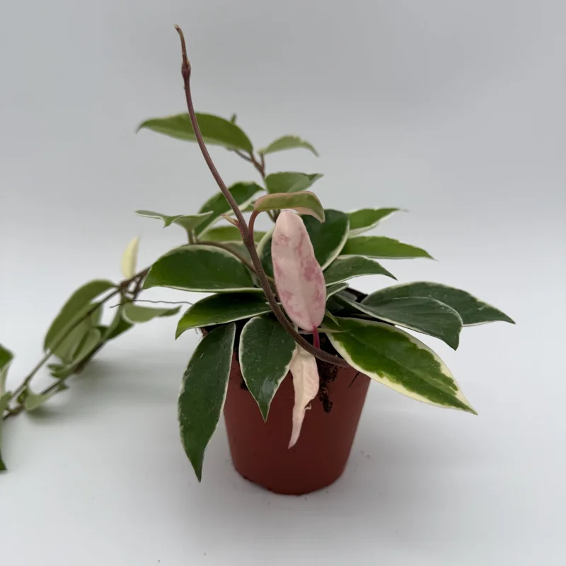 Hoya Krimson Queen Live Plant – Variegated Wax Plant – Easy Care Tropical Vine - Image 2