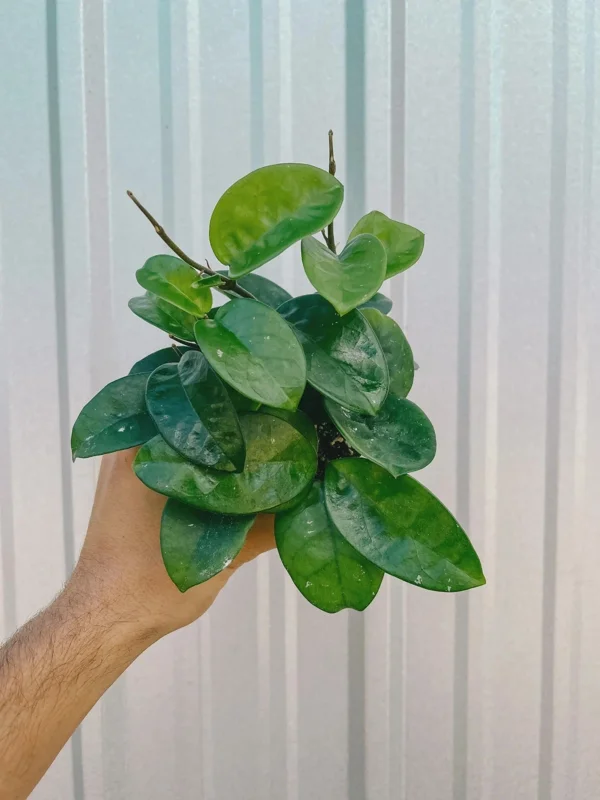 Hoya Krinkle Live Plant – Tropical Houseplant – 4 inch Pot – Indoor/Outdoor - Image 2