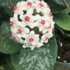 Hoya Leland Joe Hybrid Live Plant – Rooted in 2.5" Pot – Unique Indoor Hoya Hoya Leland Joe Hybrid Live Plant – Rooted in 2.5" Pot – Unique Indoor Hoya - Image 1