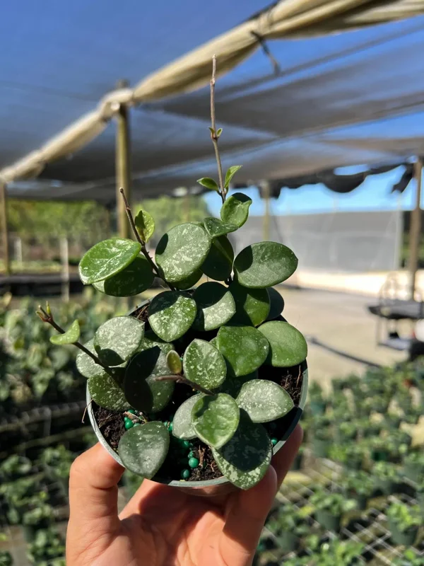 Hoya Mathilde Splash Live Plant – Indoor Houseplant, 4 inch Pot - Image 2