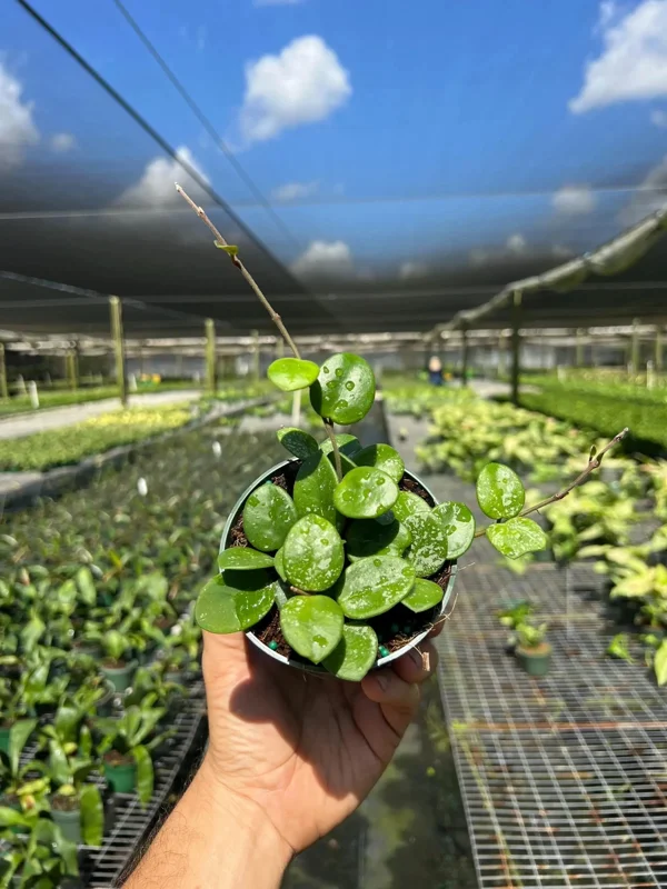 Hoya Mathilde Splash Live Plant – Indoor Houseplant, 4 inch Pot Hoya Mathilde Splash Live Plant – Indoor Houseplant, 4 inch Pot - Image 3