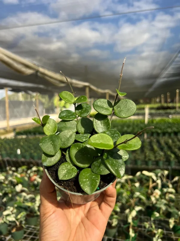 Hoya Mathilde Splash Live Plant – Indoor Houseplant, 4 inch Pot Hoya Mathilde Splash Live Plant – Indoor Houseplant, 4 inch Pot - Image 4