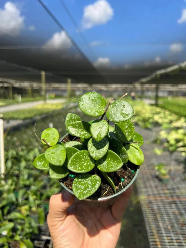 Hoya Mathilde Splash Live Plant – Indoor Houseplant, 4 inch Pot - Image 1
