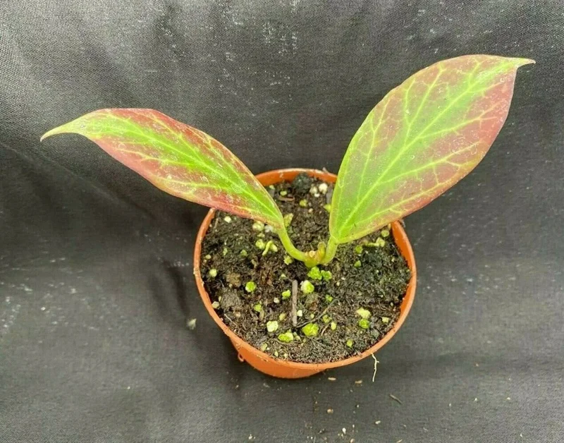 Hoya Obscura 'Major' Live Plant - Rooted in 2.5" Pot - Indoor Hoya - Image 2