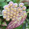 Hoya Obscura 'Major' Live Plant - Rooted in 2.5" Pot - Indoor Hoya Hoya Obscura 'Major' Live Plant - Rooted in 2.5" Pot - Indoor Hoya - Image 1