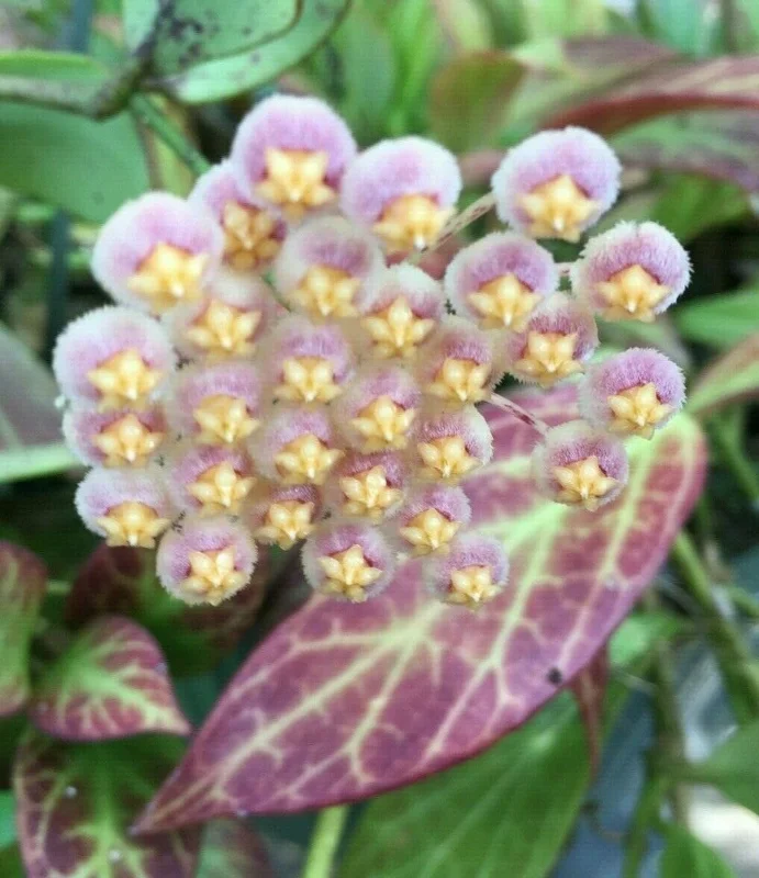 Hoya Obscura 'Major' Live Plant - Rooted in 2.5" Pot - Indoor Hoya - Image 1