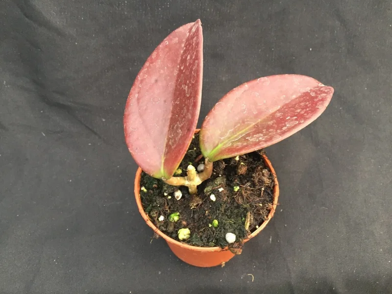 Hoya Penny's Treat MB1405B Rooted Hoya Hybrid Live Plant in 2.5" Pot Hoya Penny's Treat MB1405B Rooted Hoya Hybrid Live Plant in 2.5" Pot - Image 2