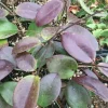 Hoya Penny's Treat MB1405B Rooted Live Plant – Hoya Hybrid in 2.5" Pot - Image 1