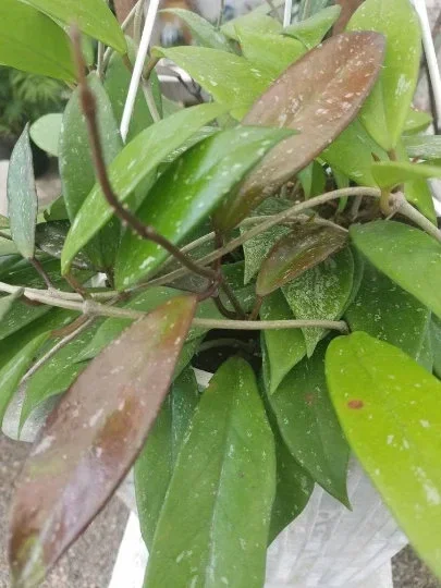 Hoya Pubicalyx 'Royal Hawaiian Purple' Wax Vine Live Plant Cutting - Indoor - Image 2
