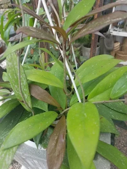 Hoya Pubicalyx 'Royal Hawaiian Purple' Wax Vine Live Plant Cutting - Indoor - Image 1