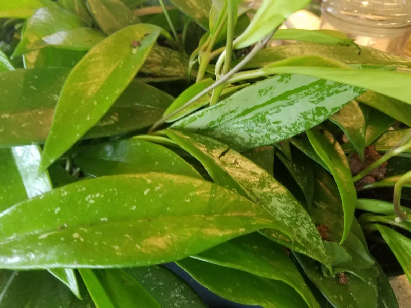 Hoya Pubicalyx Silver Splash Live Plant Cutting - Exotic Wax Vine Houseplant - Image 1