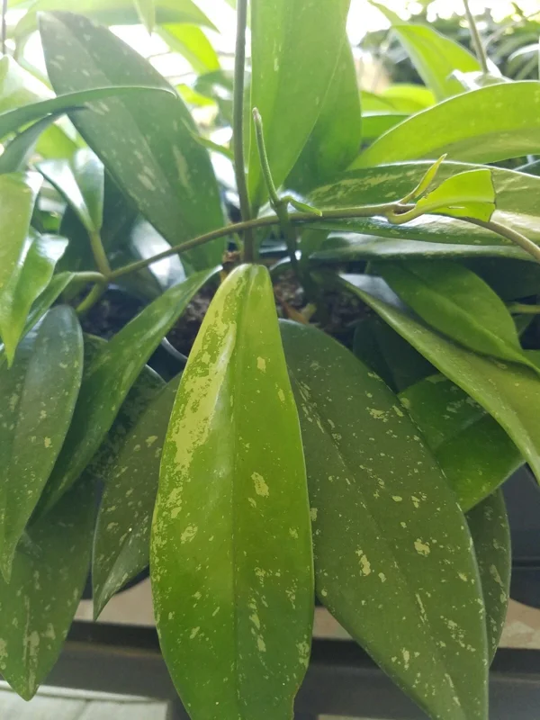 Hoya Pubicalyx Silver Splash Live Plant – Exotic Wax Vine Houseplant - Image 2